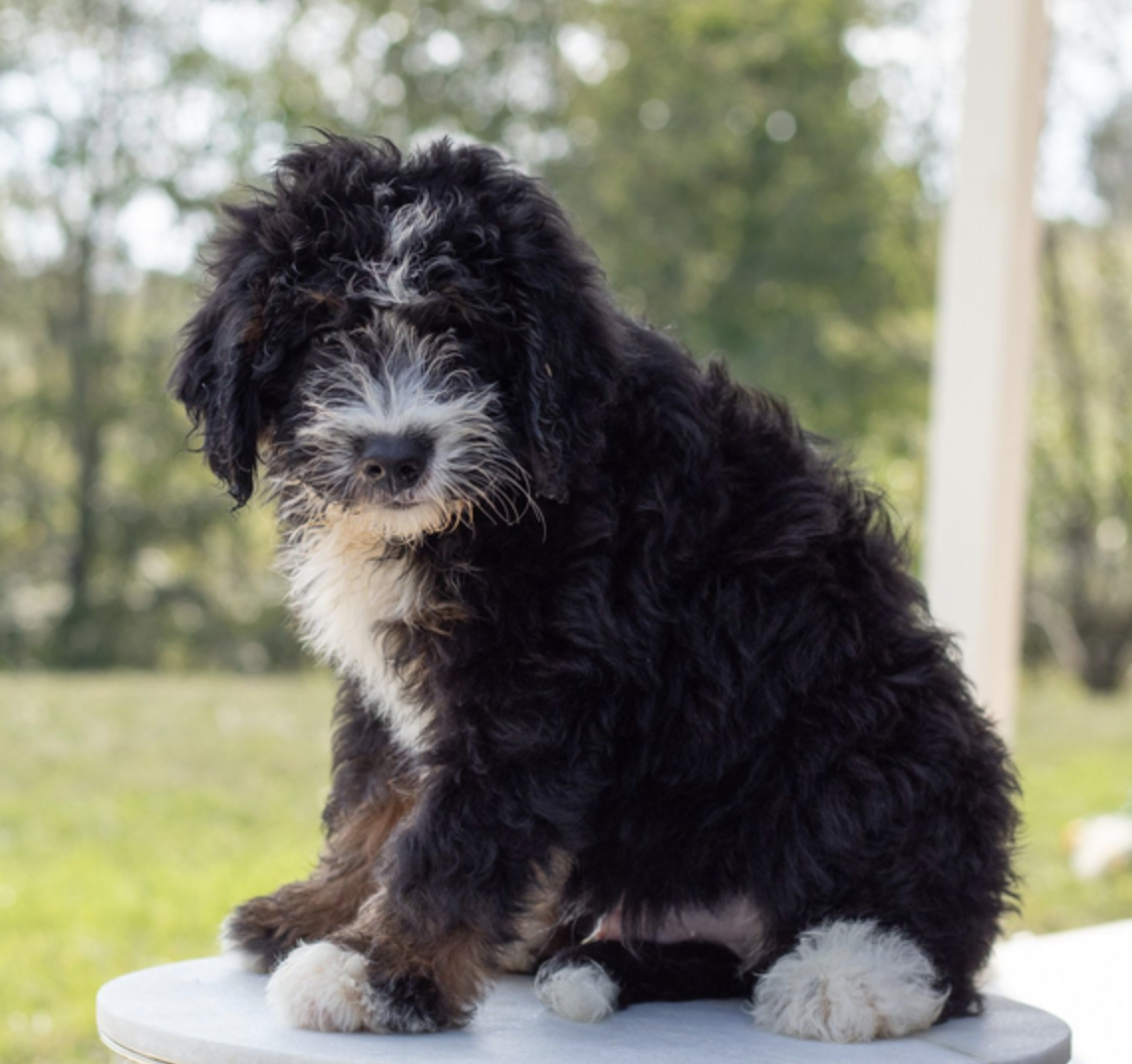 comprar cachorros sanos, baratos y asequibles para la venta